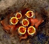 pic for hungry baby birds 1080x960